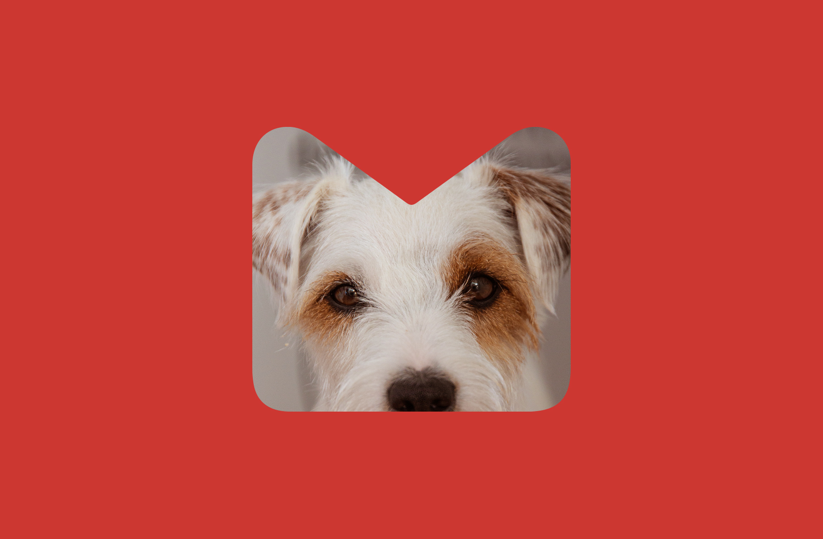 prymario_web_vetkim_09